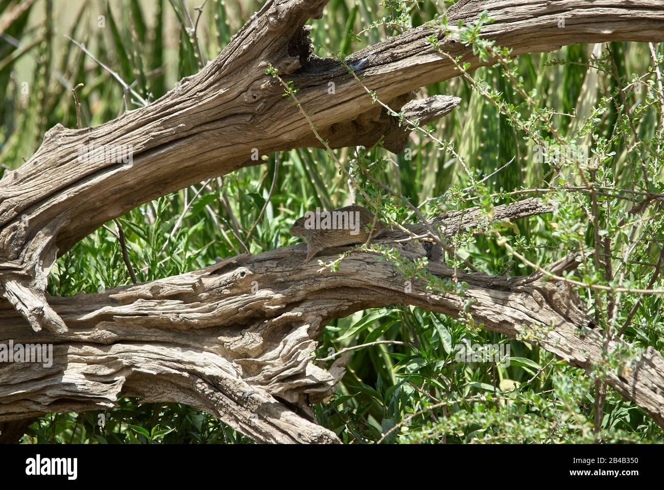 Un topo spinoso dell'Africa meridionale, che corre per coprire un vecchio ceppo di albero morto Foto Stock