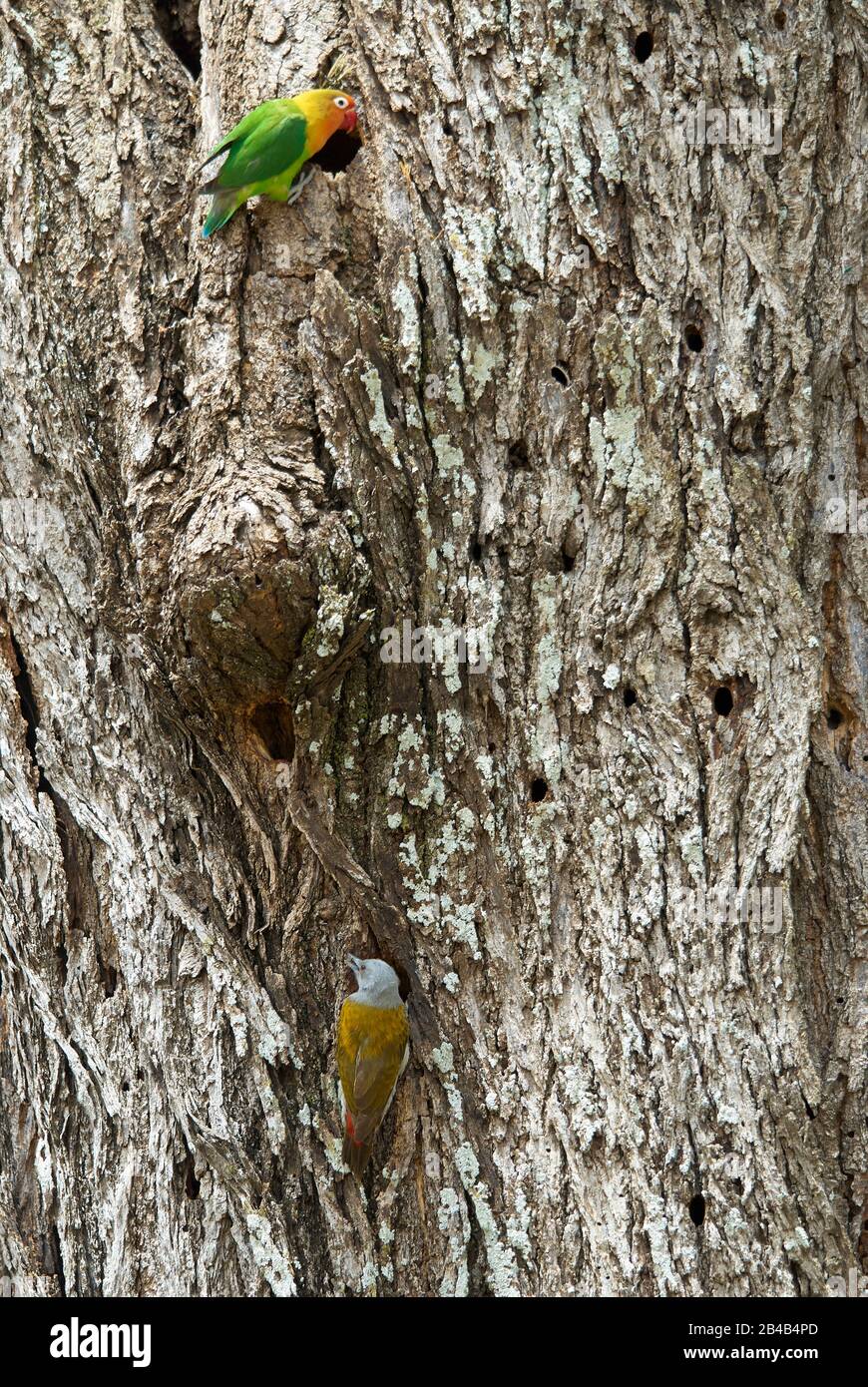 Un Woodpecker grigio africano al suo buco dell'albero Foto Stock