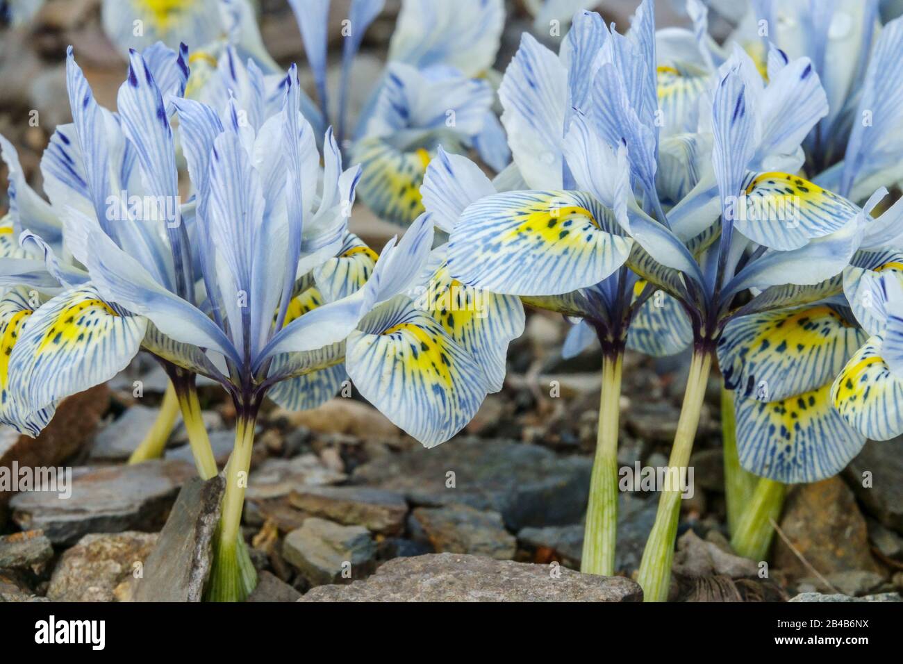 Iris 'Katharine Hodgkin' rockery Irises primo piano fiore Foto Stock
