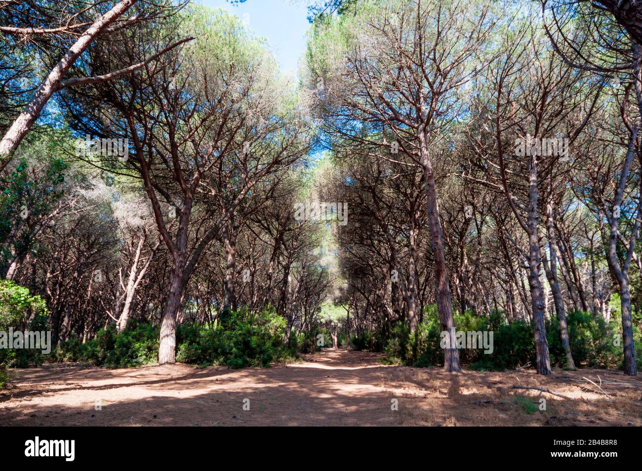 Italia, Toscana, Provincia Di Grosseto, Maremma, Orbetello, Riserva Naturale Di Duna Feniglia Foto Stock