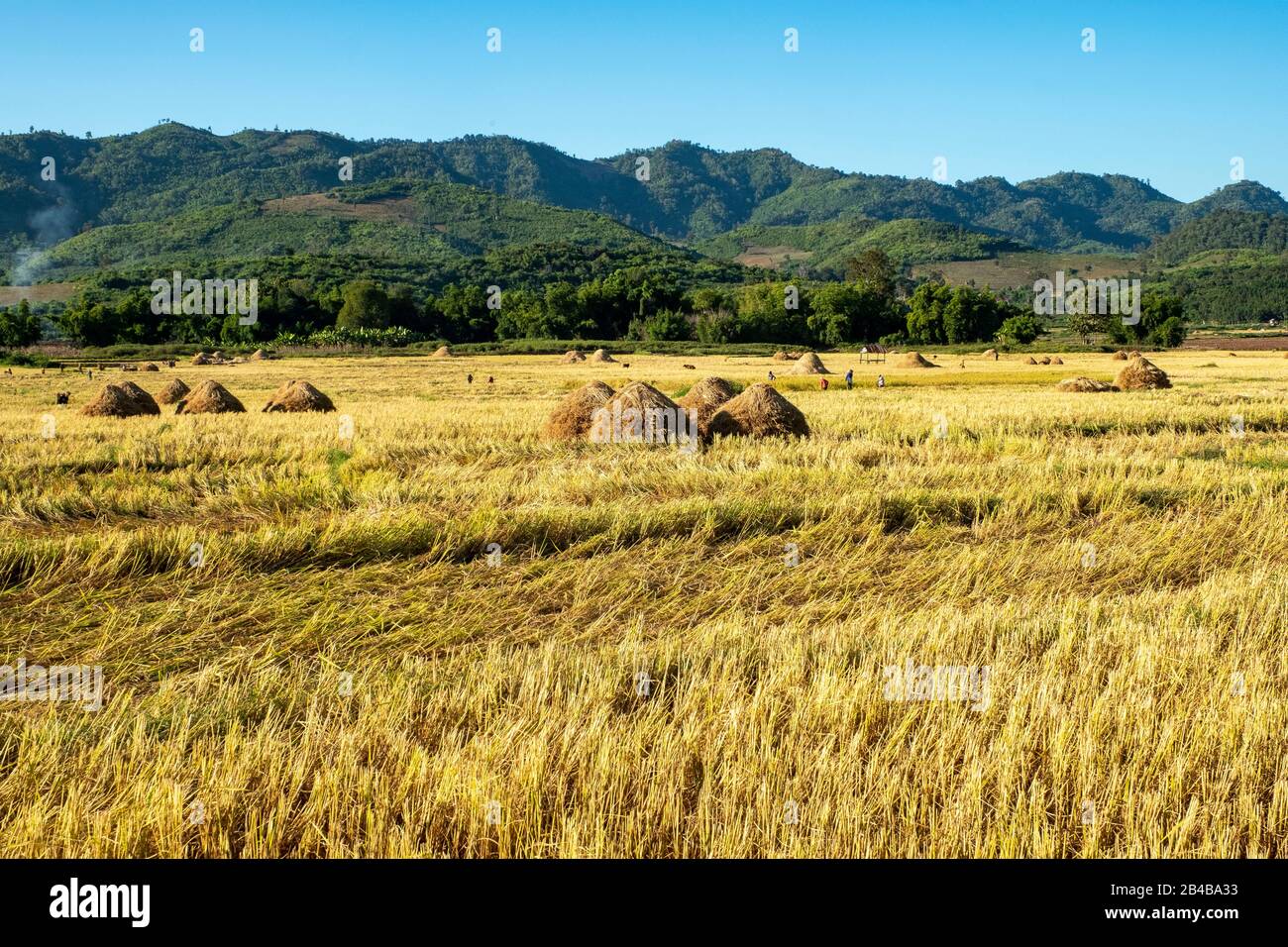 Laos, provincia di Oudomxay, colture Foto Stock