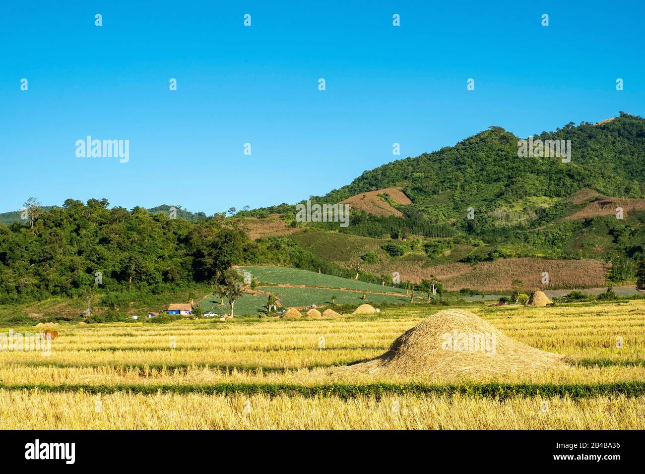 Laos, provincia di Oudomxay, colture Foto Stock
