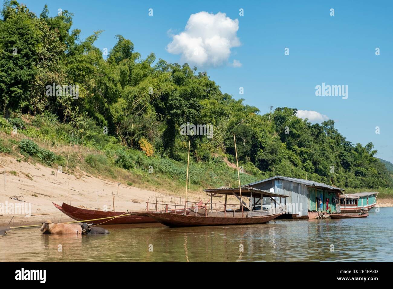 Laos, provincia di Oudomxay, bufali asiatici (d'Asie (Bubalus bubalis) e barca lungo il fiume Mekong Foto Stock