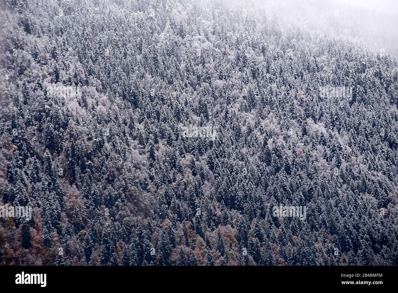 Francia, alta Savoia, Alpi, boschi e gelo, prima neve Foto Stock