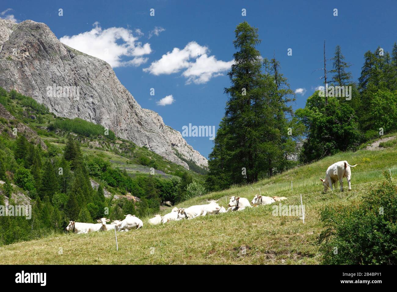 Francia, Alpes de Haute Provence, Ubaye, Saint Paul sur Ubaye, mucche in un campo Foto Stock