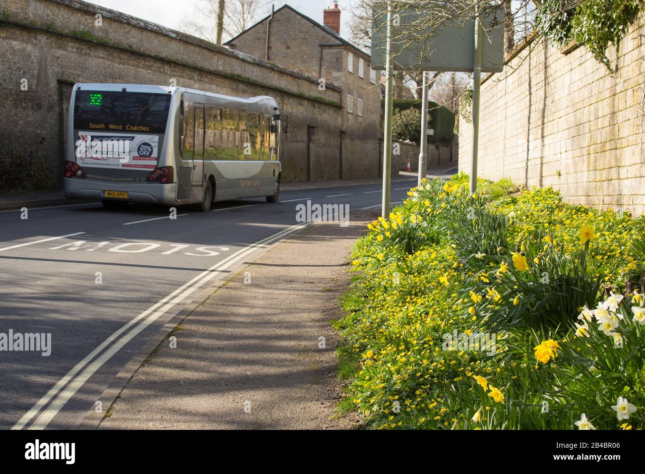 Un South West Coach passando primule, celandine e narcisi che crescono lungo una strada a Gillingham North Dorset Inghilterra GB all'inizio di marzo 2020. Foto Stock