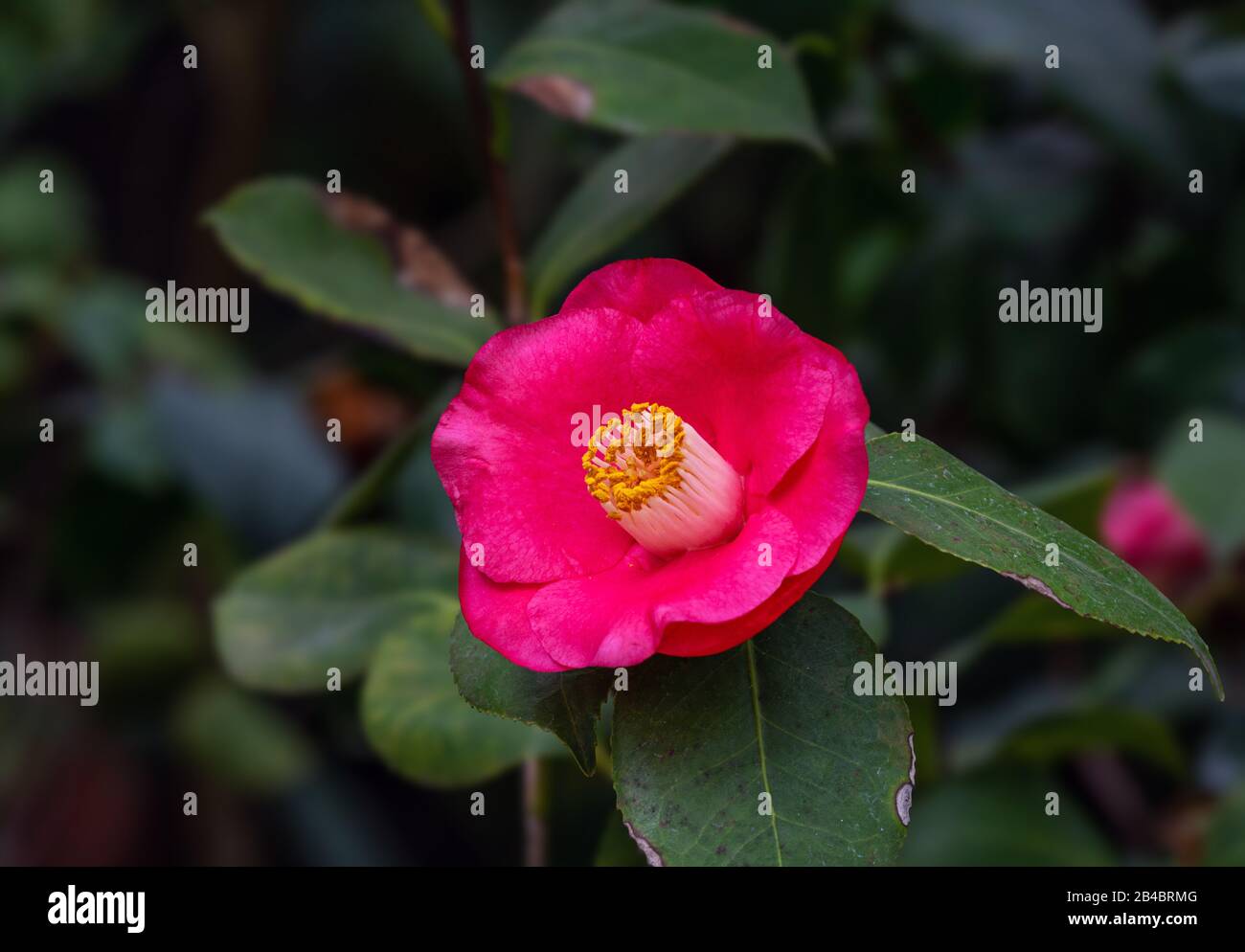 Fiori Camellia. Evergreen. Famiglie di tè (Theaceae). Natura. Foto Stock