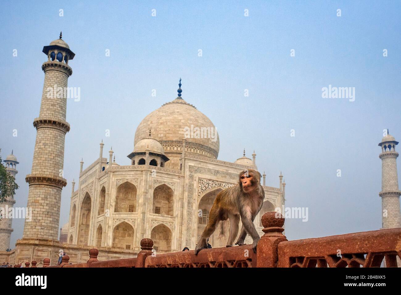 Taj Mahal con una scimmia, simbolo indiano - India viaggio sfondo. Agra, Uttar Pradesh, India. Questa è una delle escursioni del treno di lusso Maharaj Foto Stock