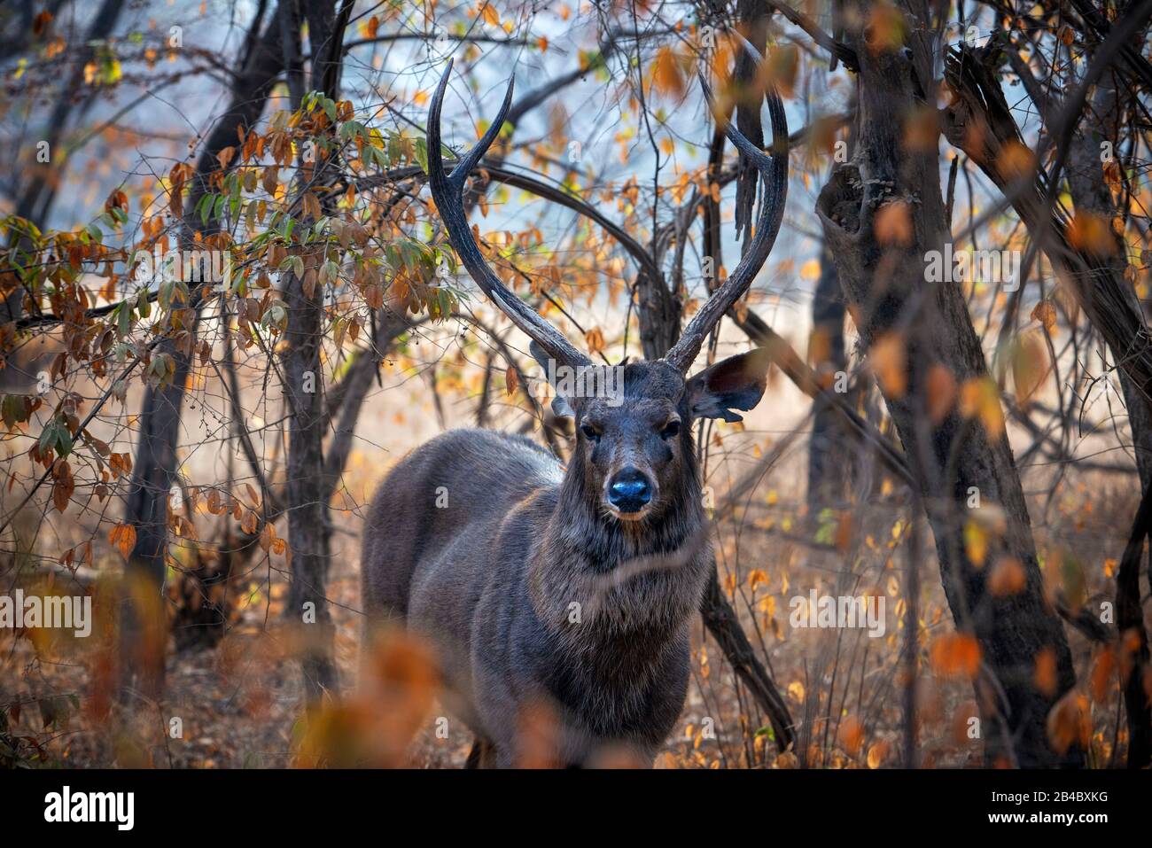 Nilgai (Boselaphus Tragocamelus), Bovidi, Parco Nazionale Di Ranthambore, India, Asia. Nilgai o blue bull è la più grande antilope asiatica ed è endemica di Foto Stock