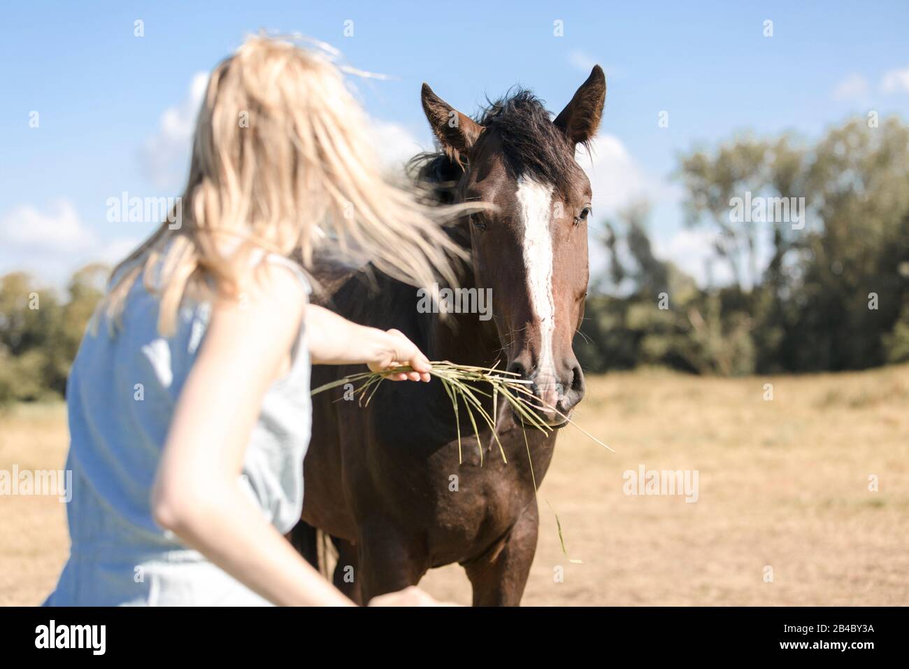 Giovane donna sta alimentando un cavallo su un paddock Foto Stock