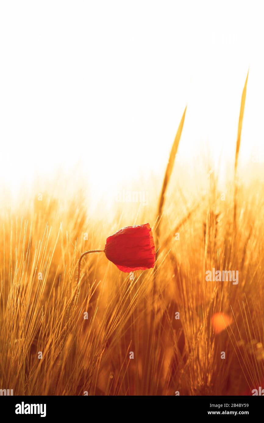 Spighe di grano e un luminoso rosso papavero Semi di fiore Foto Stock