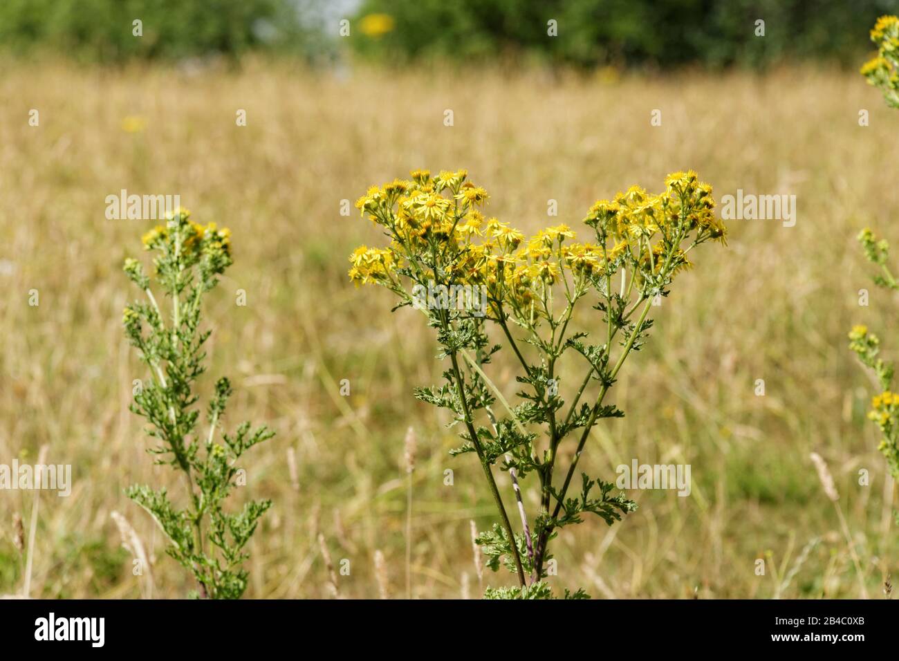 Il ragwort comune è un'erbaccia velenosa molto comune nell'Eurasia settentrionale con fiori gialli daisy-like. Velenoso per cavalli e bovini. Una fonte di nettare. Foto Stock