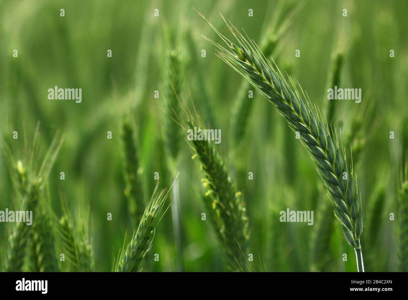 Verde di spighe di grano durante la tarda primavera tempo Foto Stock