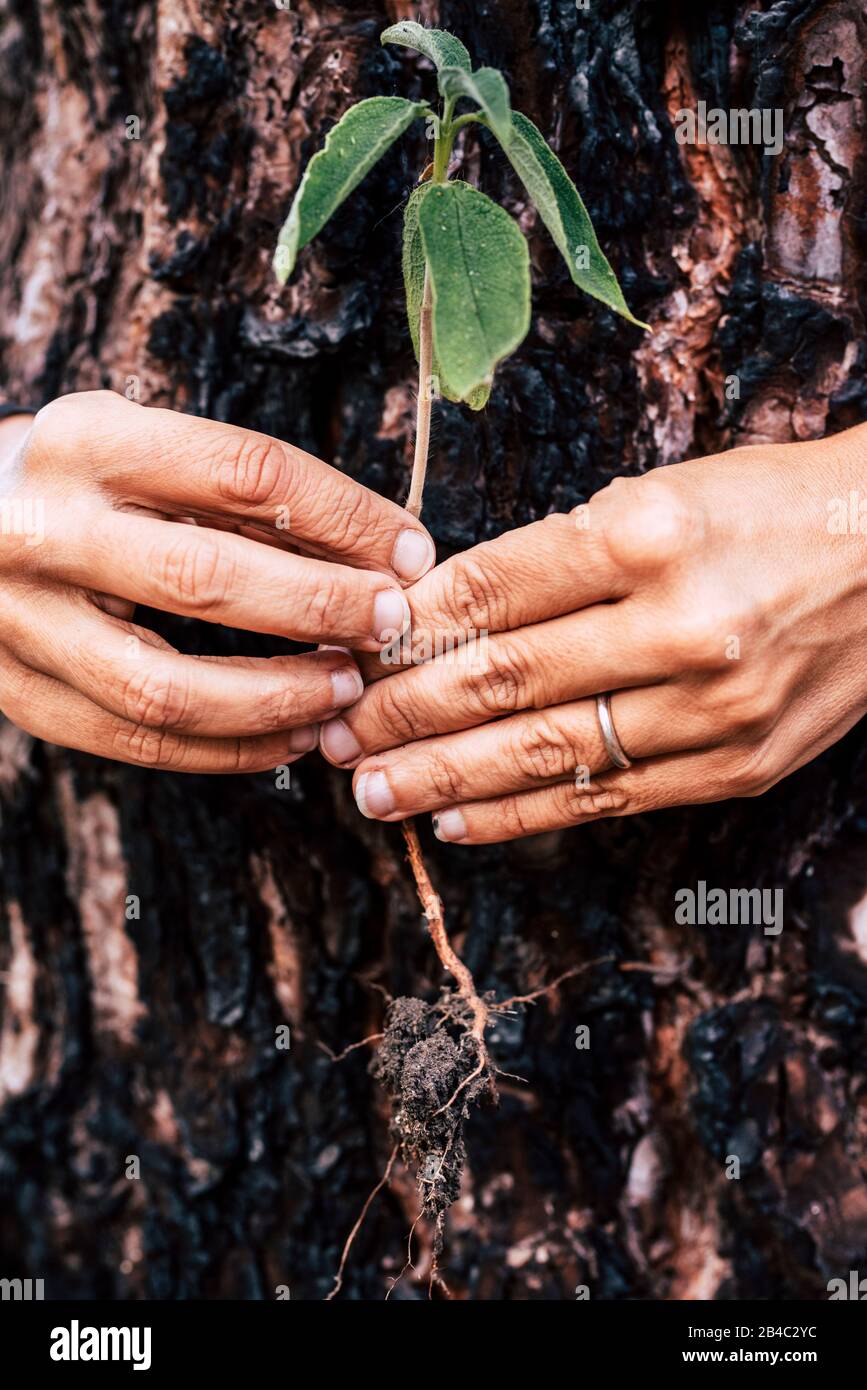 Salvare il pianeta terra - nessun concetto di deforestazione - la vita dopo il fuoco di legno bruciano - mani umane. Tenendo un po 'nuovo treenear un pino bruciato per dire hanno la cura del nostro mondo Foto Stock