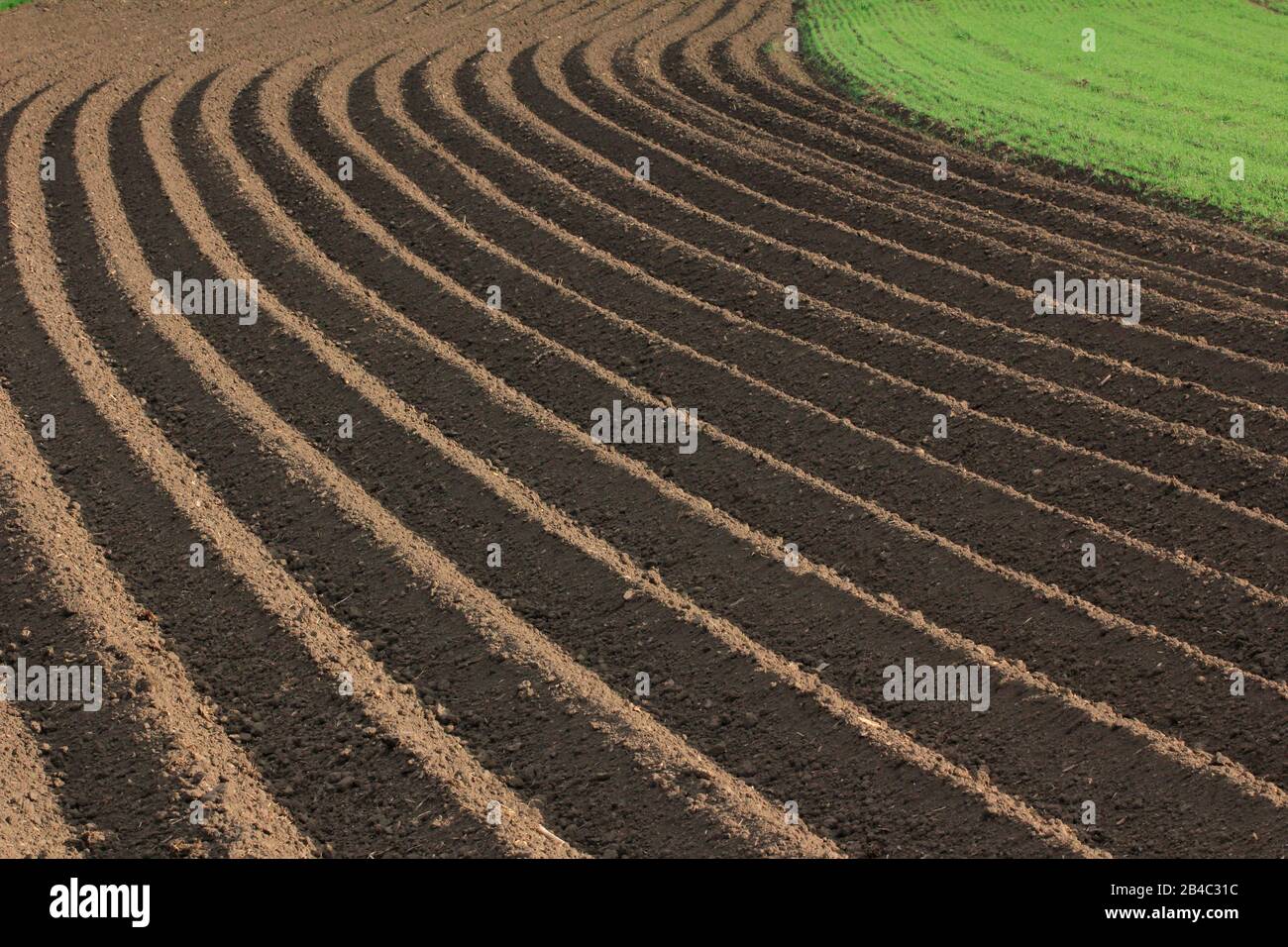 Suolo fertile come base per una funzionale coltivazione agricola Foto Stock