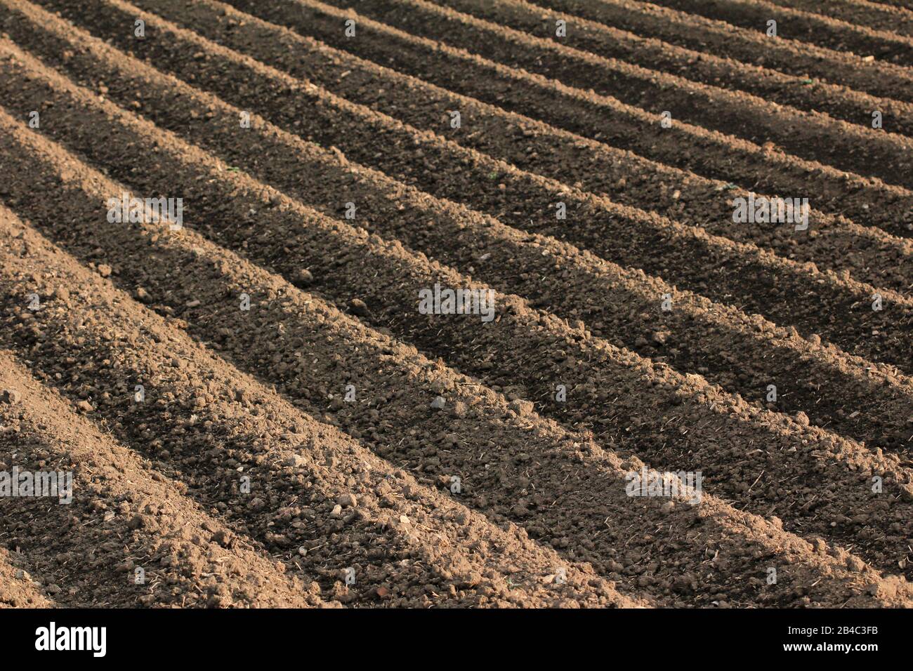 Suolo fertile come base per una funzionale coltivazione agricola Foto Stock