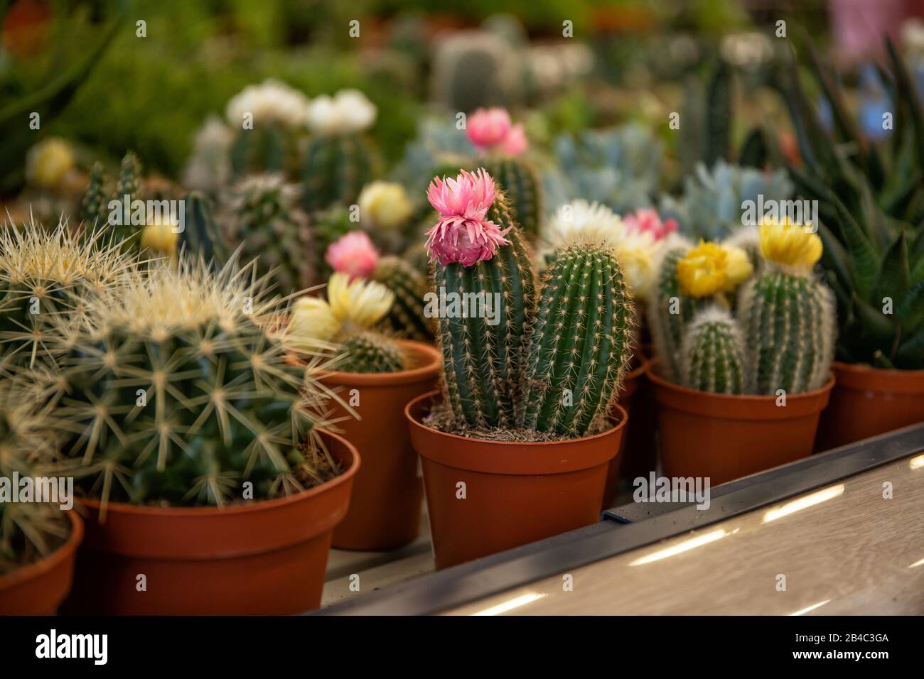 Piccoli cactus in vasi di fiori. Cactus in una vetrina. Cactus in fiore Foto Stock