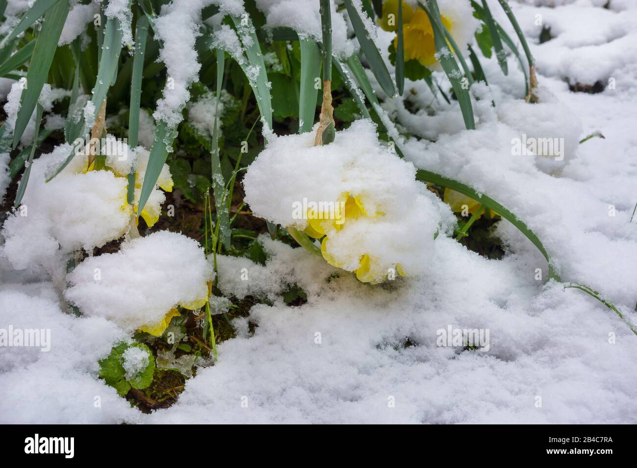 Narcisi sorpresi dalla neve Foto Stock