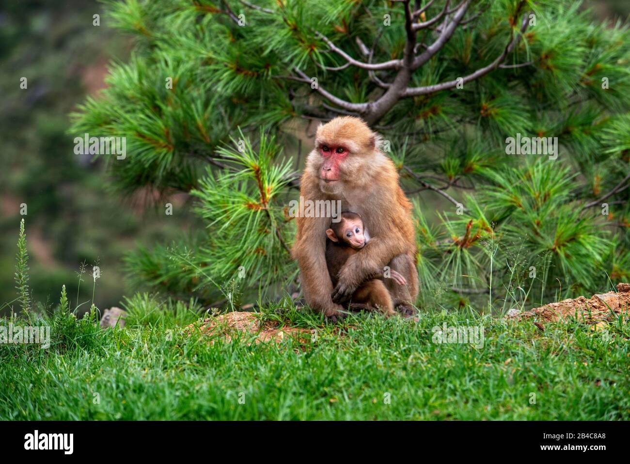 Scimmia marrone Rhesus Macaque Macaca mulatta femmina con il suo bambino nella campagna tra Thimphu e Gangtey in Bhutan Foto Stock