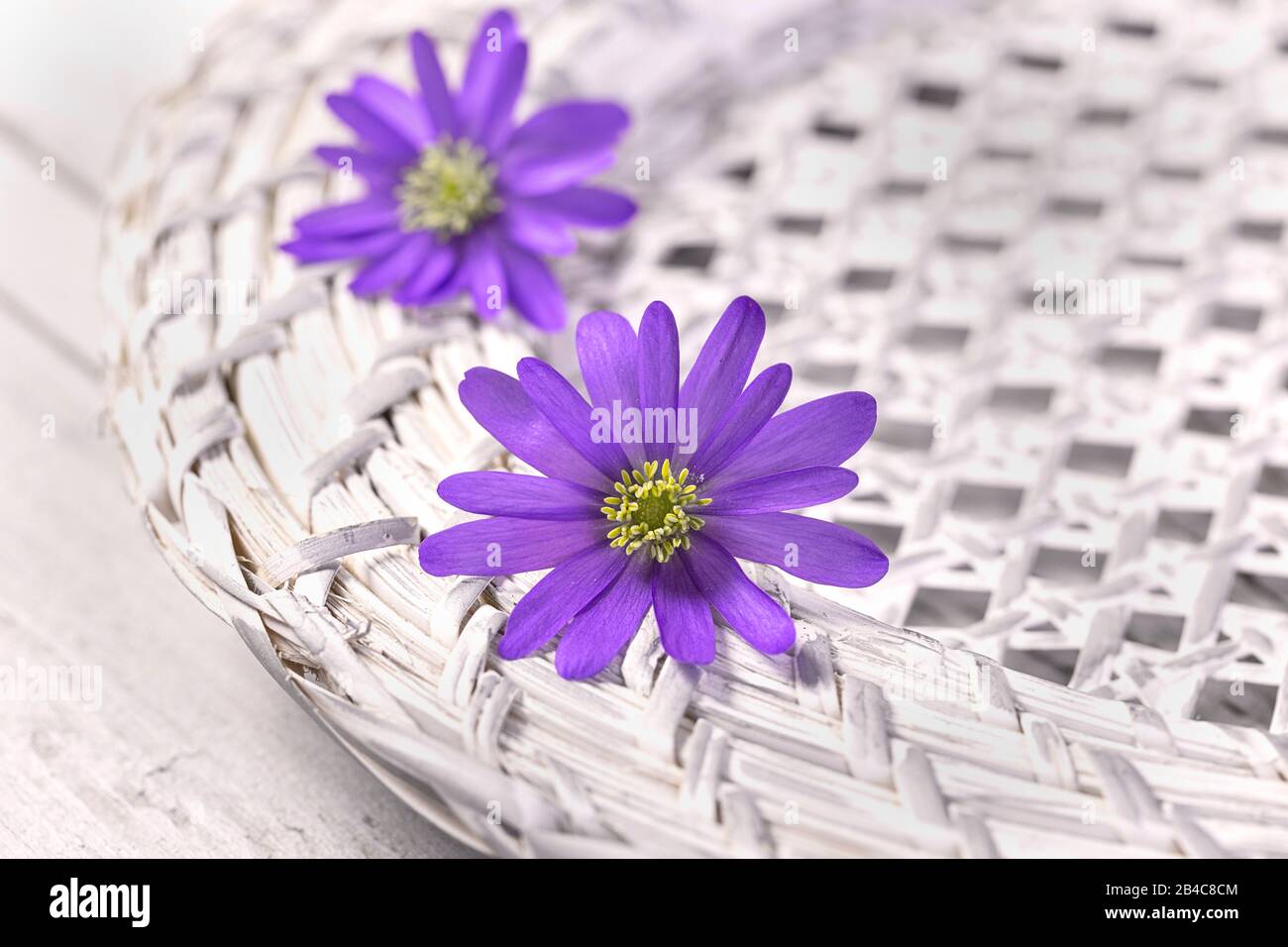 due bellissimi fiori viola a margherita su un piatto bianco di vimini Foto Stock