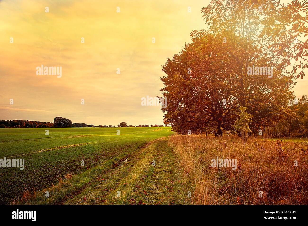 Paesaggio rurale con vecchio albero nel nord della Germania in caldo autunno luce del sole Foto Stock