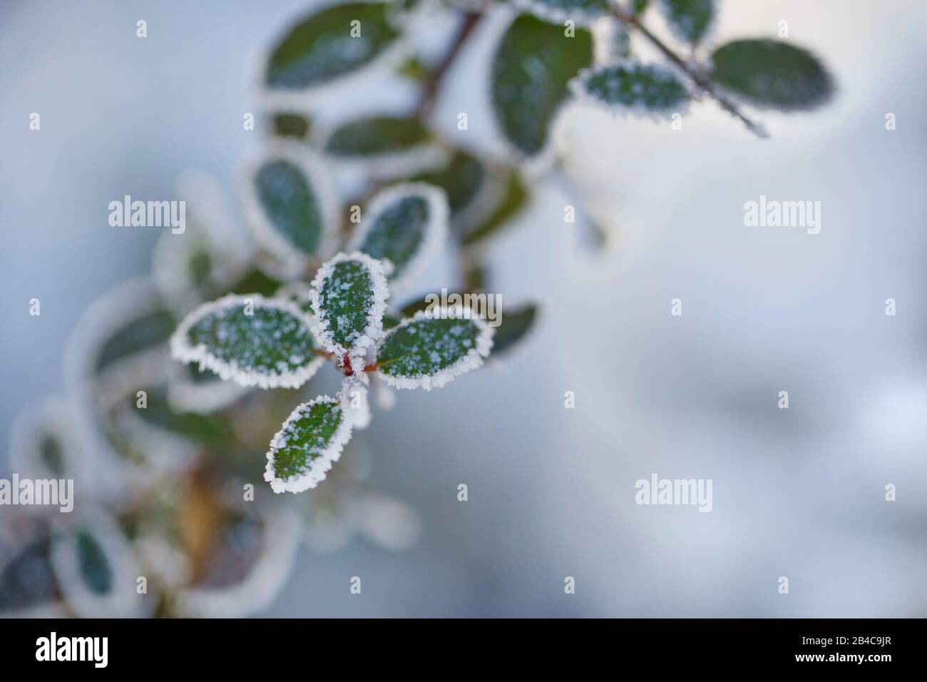 Piccole foglie verdi con brina in una fredda giornata invernale Foto Stock