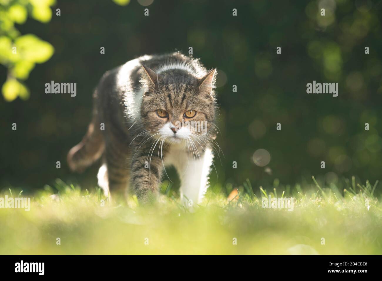 ritratto all'aperto di un gatto inglese di shorthair bianco tabby che cammina sull'erba in natura proprio prima del tramonto che si protondola nel cortile posteriore Foto Stock