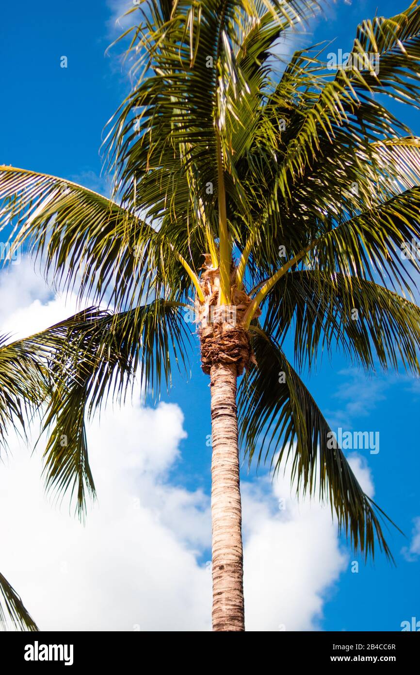 Sogni tropicali e palme Foto Stock