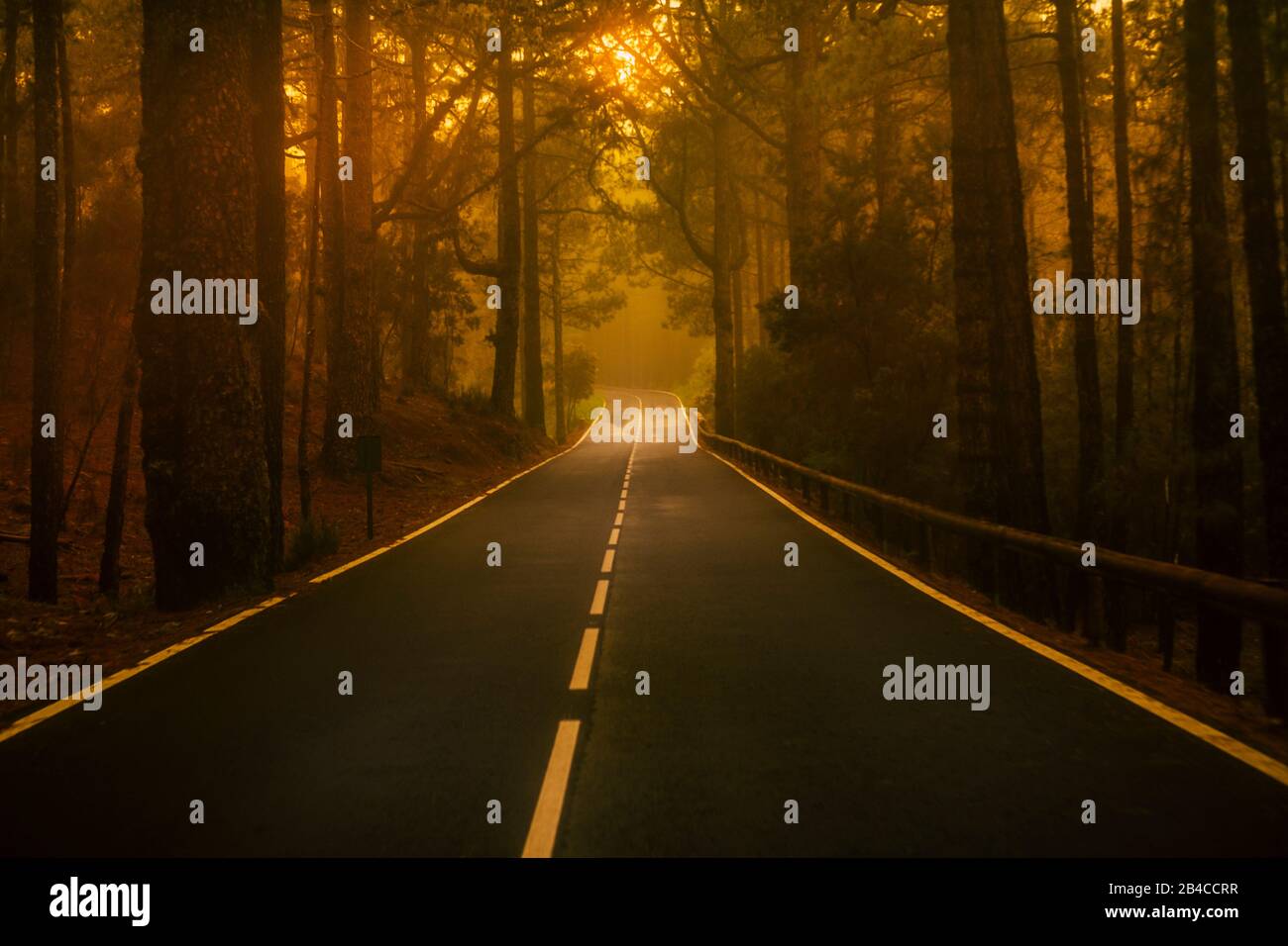 Bella strada lunga con luce calda fuoco alla fine - bruciatura foresta e legno bruciato concetto -pericolo cambiamento climatico - salvare pianeta Terra - hanno cura per il nostro futuro Foto Stock