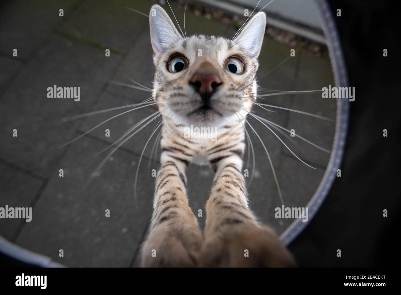 vista ad alto angolo di una curiosa giocosa giovane tabby in argento nero rosettato gatto bengala in crescita guardando la fotocamera Foto Stock