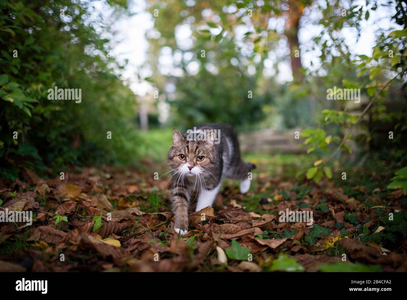 tabby bianco britannico shorthair gatto all'aperto sulla proliferazione in natura camminare sulle foglie di autunno nel cortile posteriore guardando la macchina fotografica Foto Stock