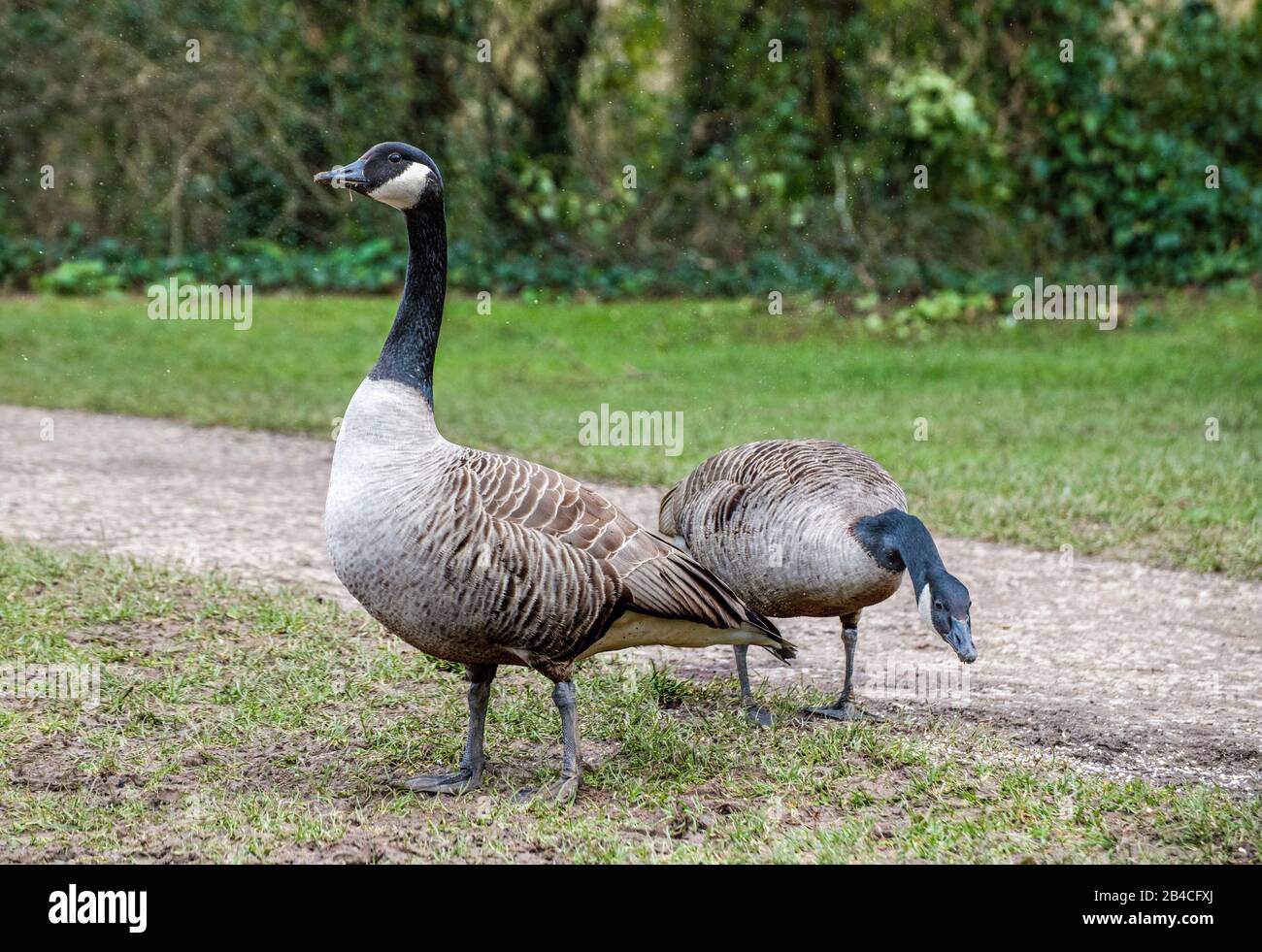 Canada Goose Branta Canadensis al Cosmetston Country Park nel Galles del Sud Foto Stock