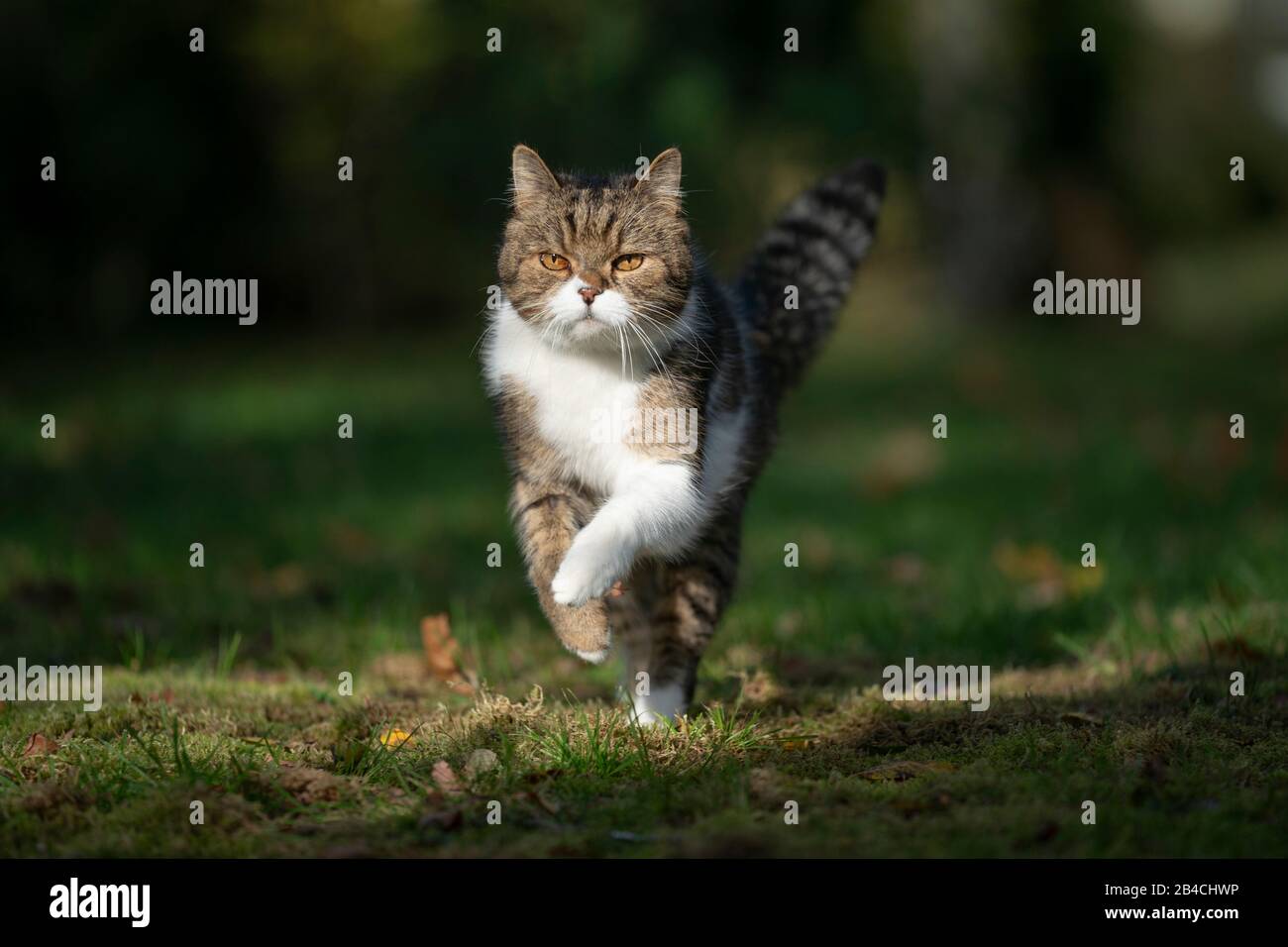 tabby bianco britannico shorthair gatto correre su erba in luce del sole guardando avanti Foto Stock