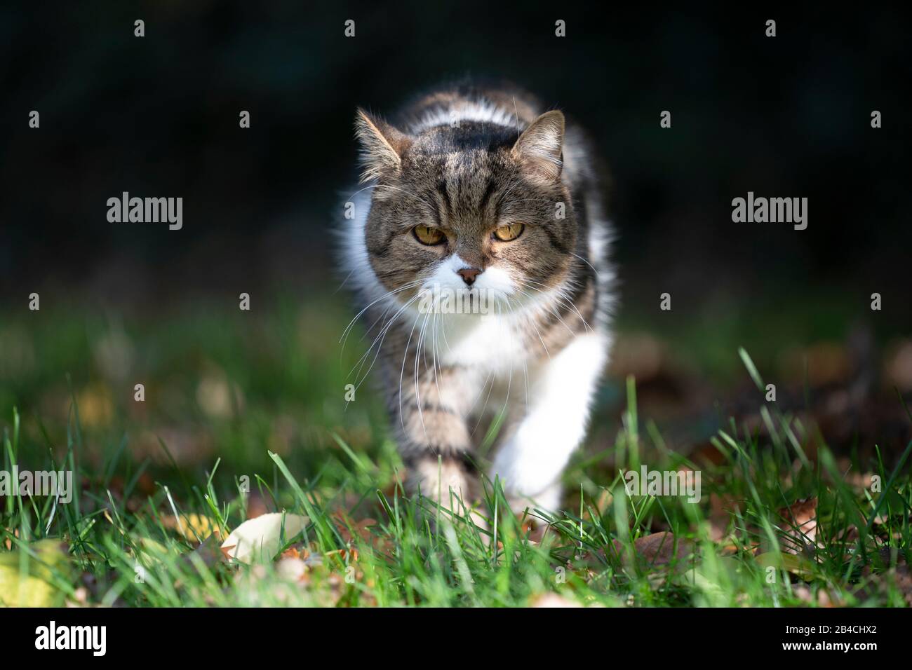 tabby bianco britannico shorthair gatto camminare verso macchina fotografica su erba con foglie di autunno in luce del sole guardare messo a fuoco Foto Stock