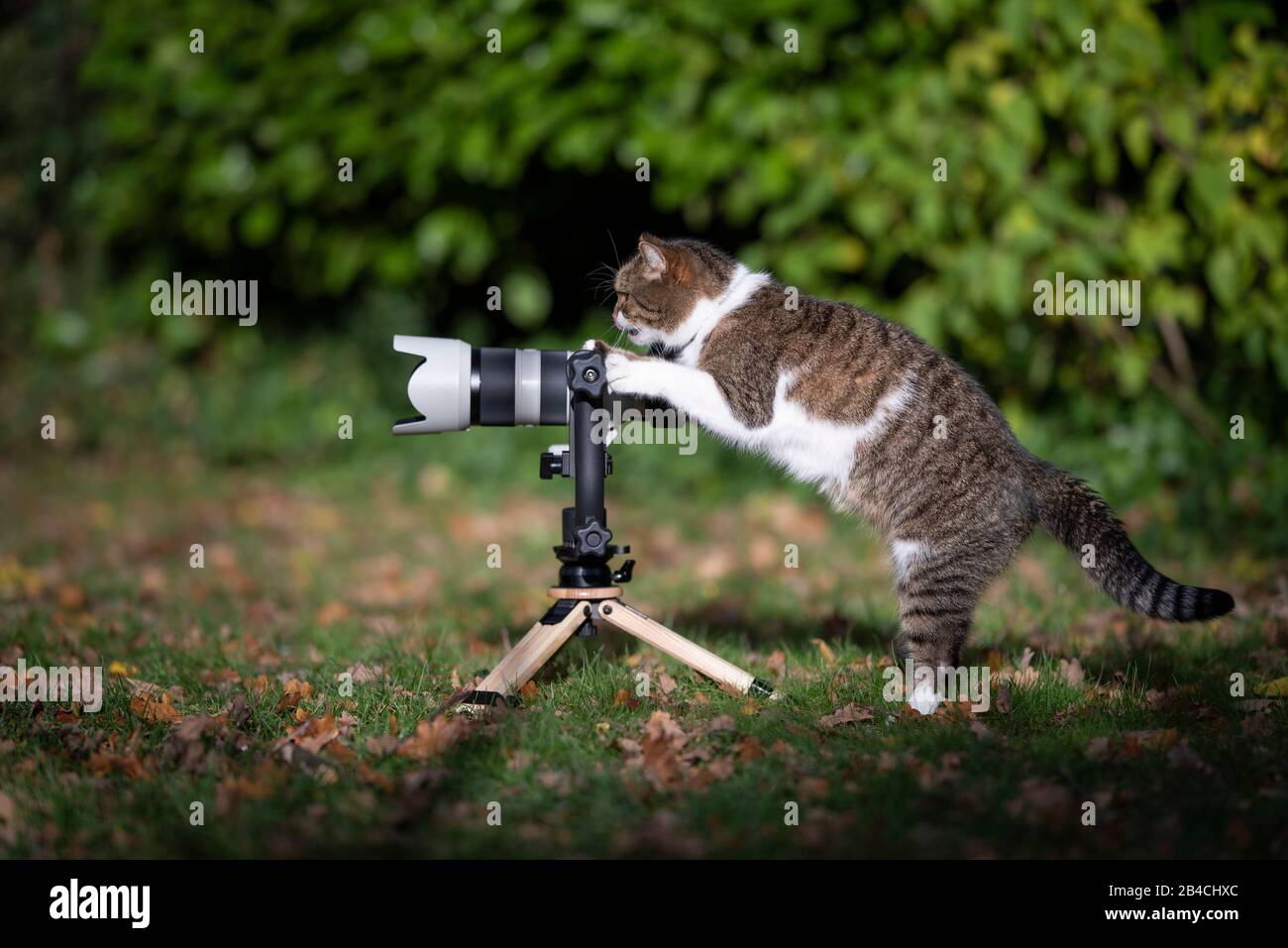 vista laterale di un gatto inglese shorthair bianco tabby che si trova dietro la telecamera senza specchio con teleobiettivo su un treppiede che sembra un fotografo Foto Stock