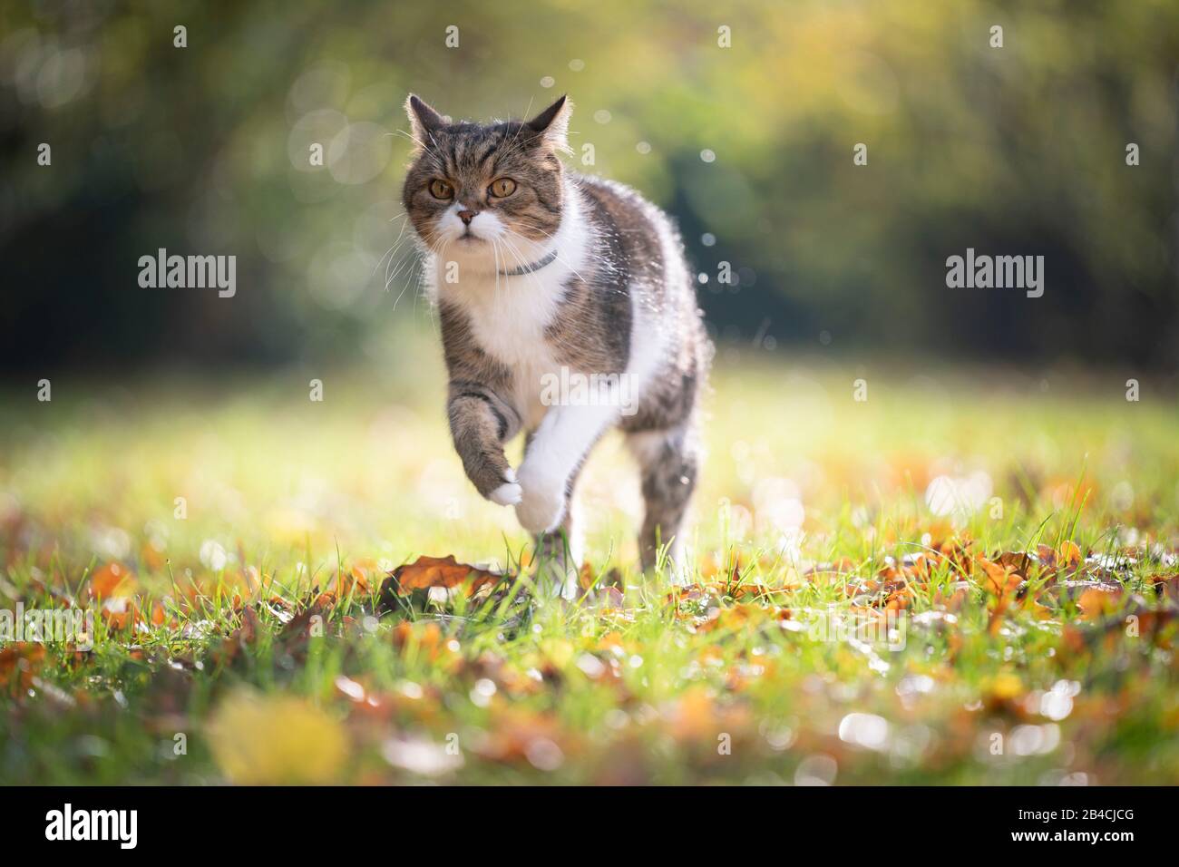 tabby bianco britannico shorthair gatto correre su erba con foglie d'autunno nella luce del sole all'aperto in natura indossando anti flea e tick collar Foto Stock