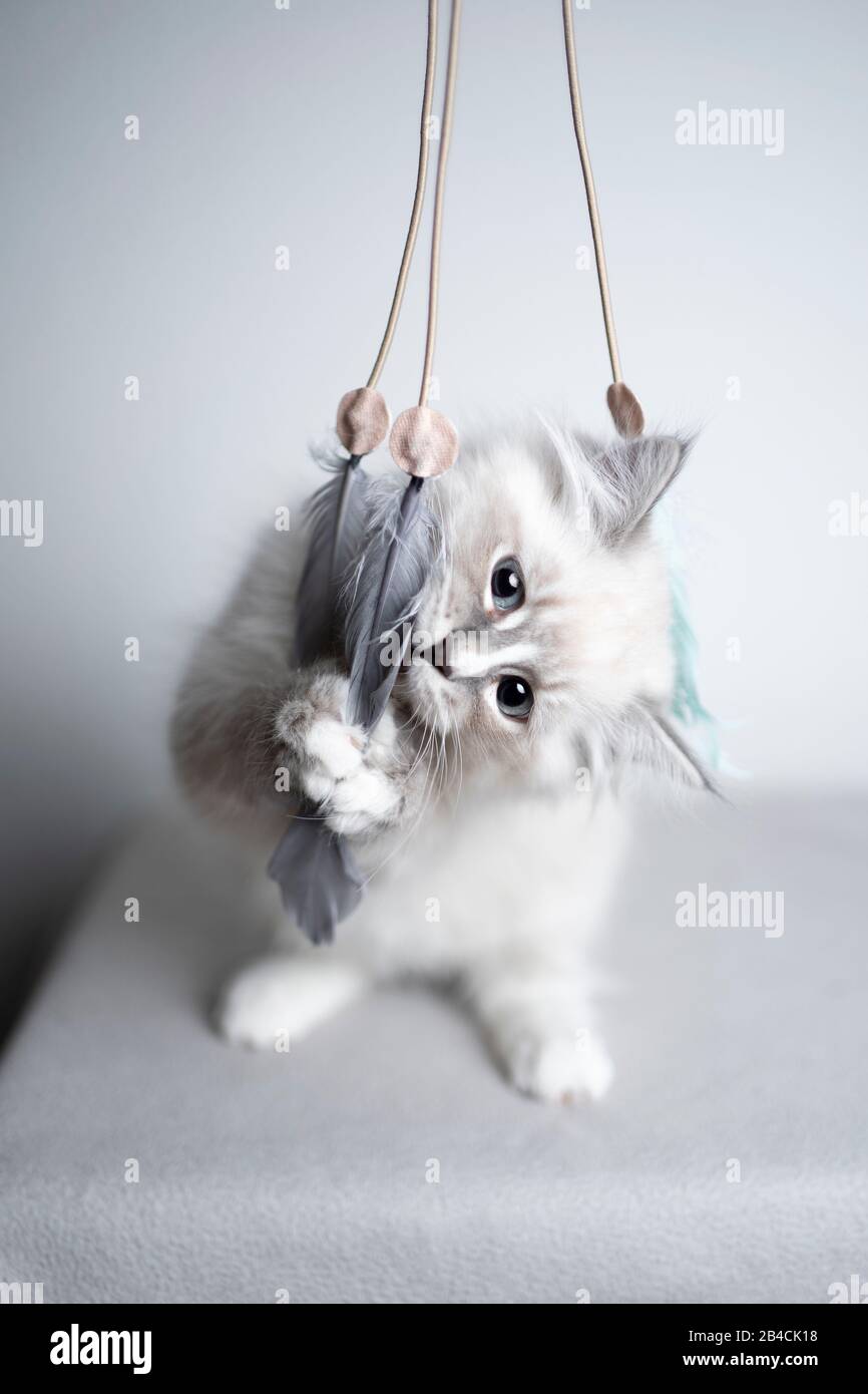 gattino di ragdoll bianco con punto tabby blu carino che gioca con il giocattolo della piuma del gatto Foto Stock