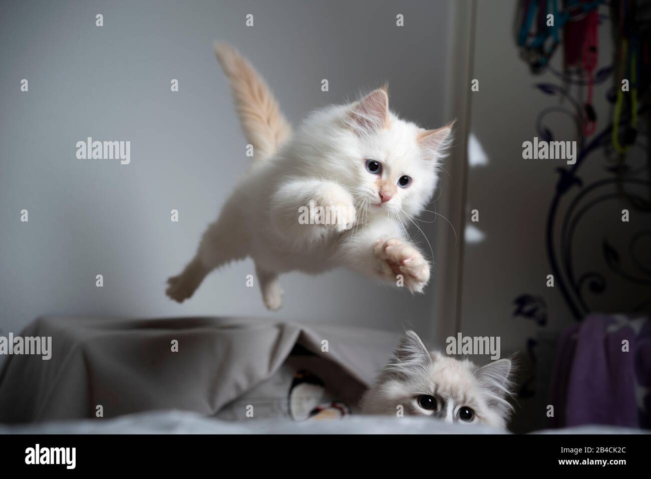 carino crema argento tabby punto ragdoll gattino saltando in volo in aria giocare Foto Stock