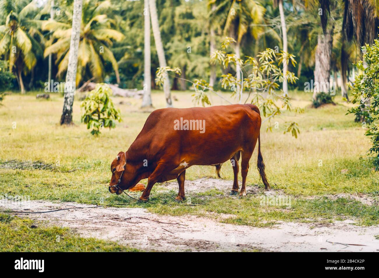 toro di bestiame al pascolo sull'isola esotica e tropicale la Digue alle Seychelles. Foto Stock