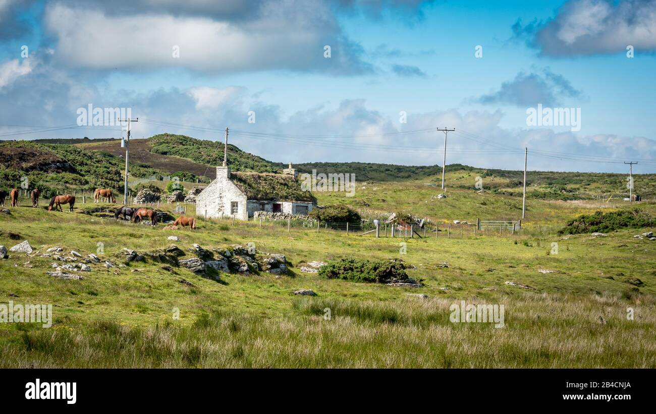 Crofters Cottage, Scottish Highlands. Una fattoria tradizionale con tetto di erba erbosa in Scozia rurale con cavalli al pascolo sul paesaggio selvaggio di erica. Foto Stock