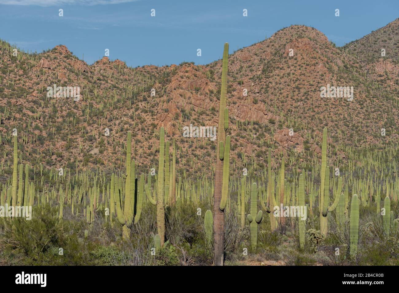 Paesaggio di valle di grandi cactus saguaro e colline al Saguaro National Park a Tucson, Arizona Foto Stock