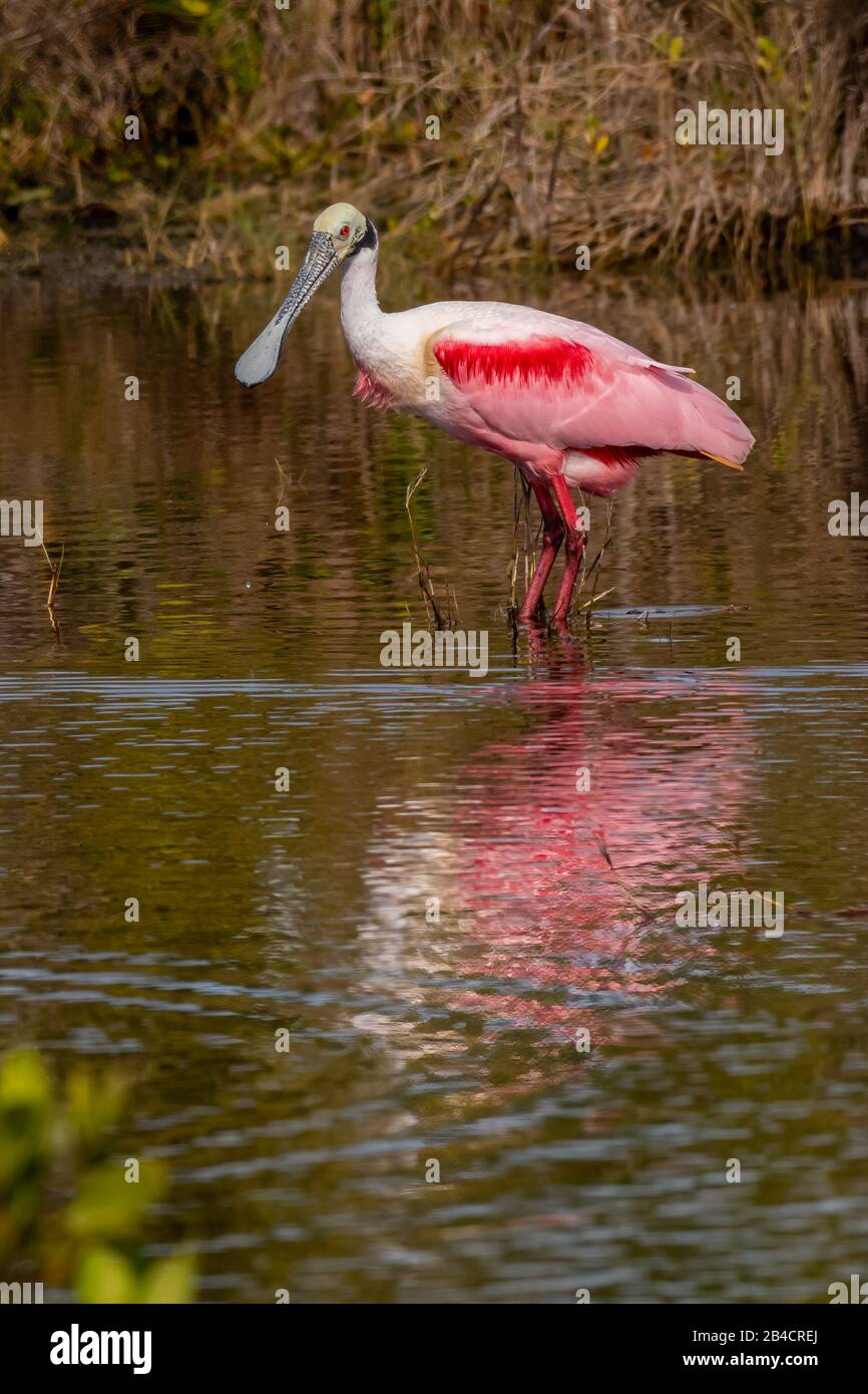 Un Roseate Spoonbill (Platalea ajaja) guado e alla ricerca di cibo si riflette nell'acqua nel Merritt Island National Wildlife Refuge in Florida, Foto Stock