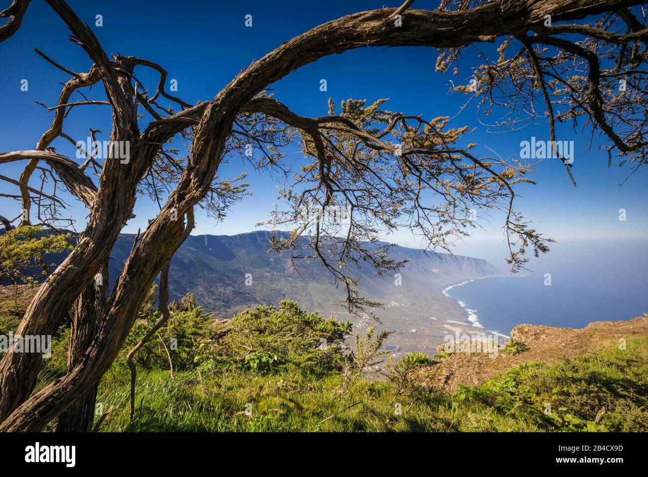 Spagna Isole Canarie El Hierro Island, alberi dal Mirador de Jinama Foto Stock