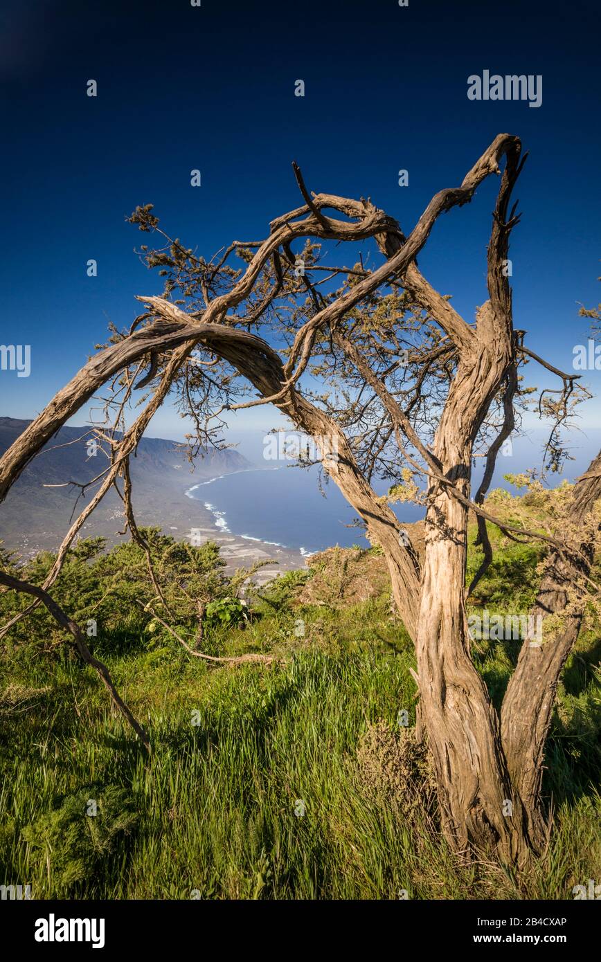 Spagna Isole Canarie El Hierro Island, alberi dal Mirador de Jinama Foto Stock