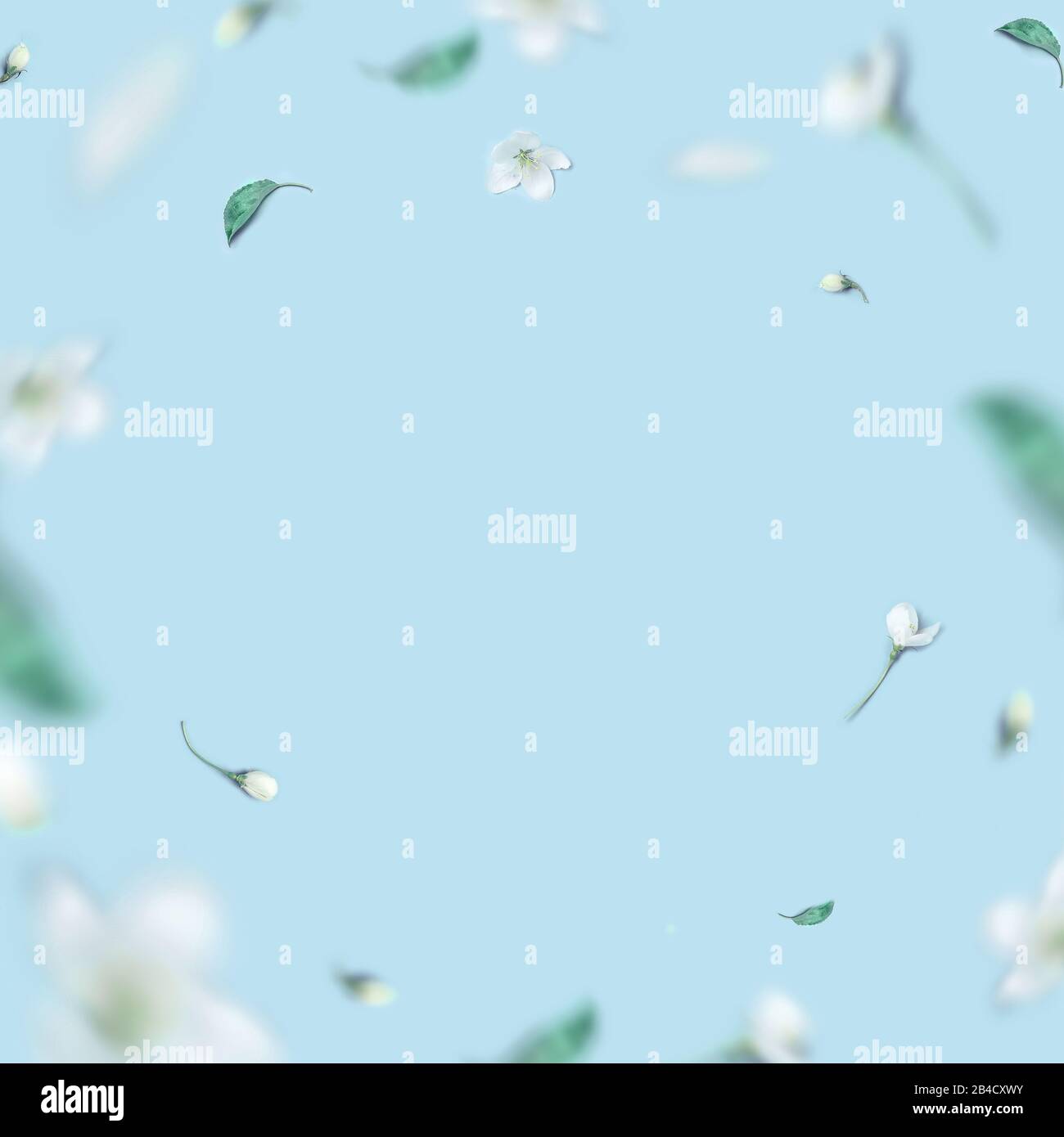 Layout creativo con albero di mele in fiore su sfondo blu. Disposizione piatta. Molla Foto Stock