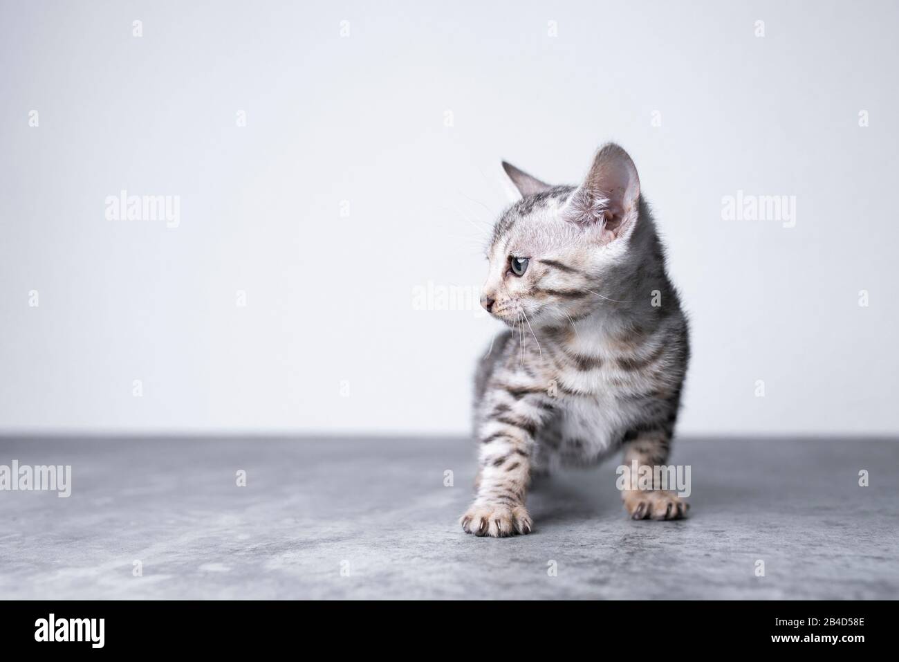 vista frontale di 8 settimane di vecchio cucciolo di bengala nero argento rosettato in piedi su pavimento in cemento di fronte alla parete bianca che guarda sul lato Foto Stock