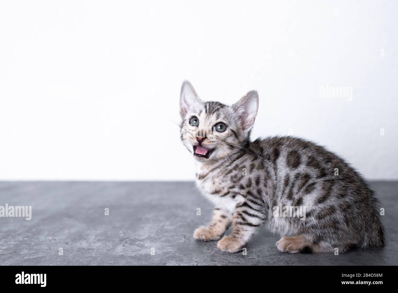 vista laterale di 8 settimane vecchio tabby nero argento rosettato gattino bengala seduta su pavimento in cemento di fronte alla parete bianca che guarda su meowing Foto Stock