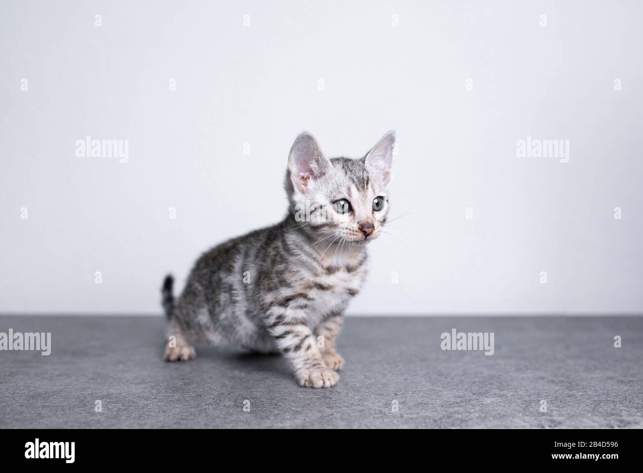 gattino di bengala rosettato in argento nero di 8 settimane in piedi su pavimento in cemento davanti alla parete bianca che guarda dritto Foto Stock