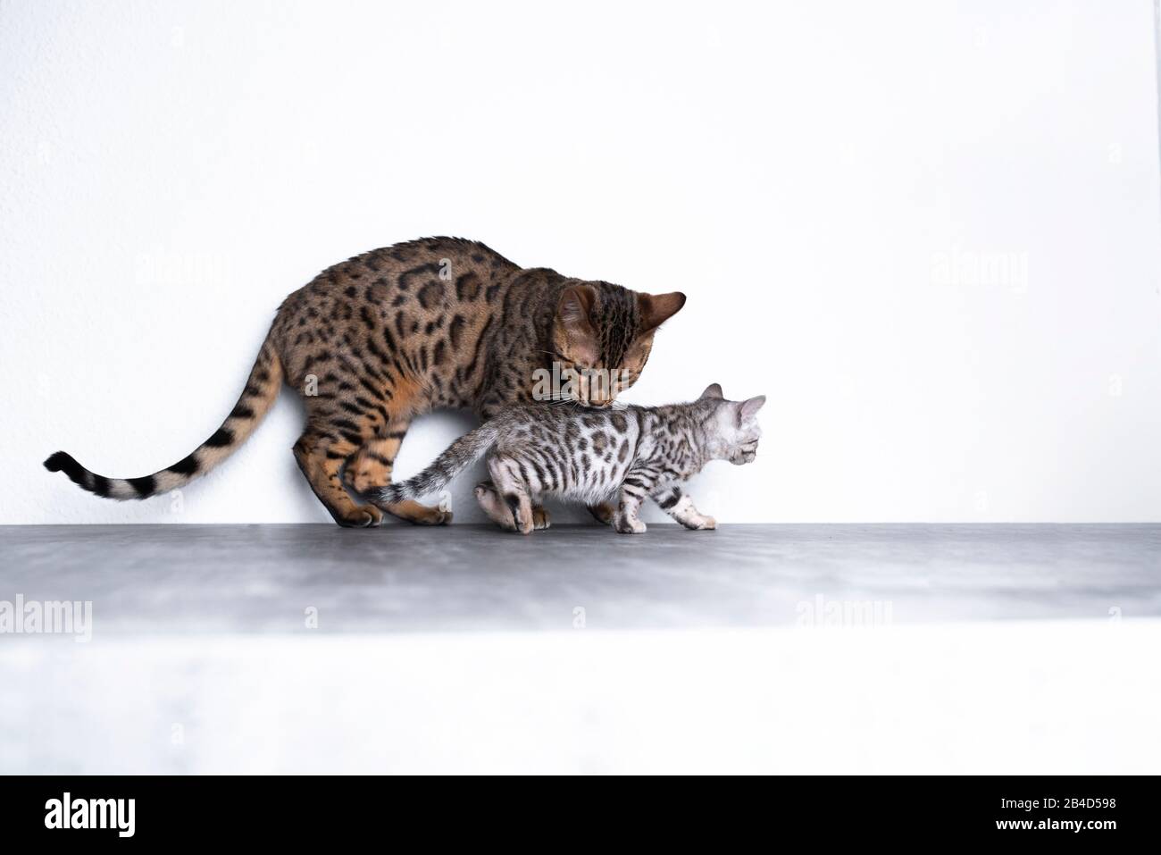 due gattini bengala in piedi su pavimento di cemento di fronte alla parete bianca. il gattino più vecchio sta gemendo quello più giovane. Foto Stock