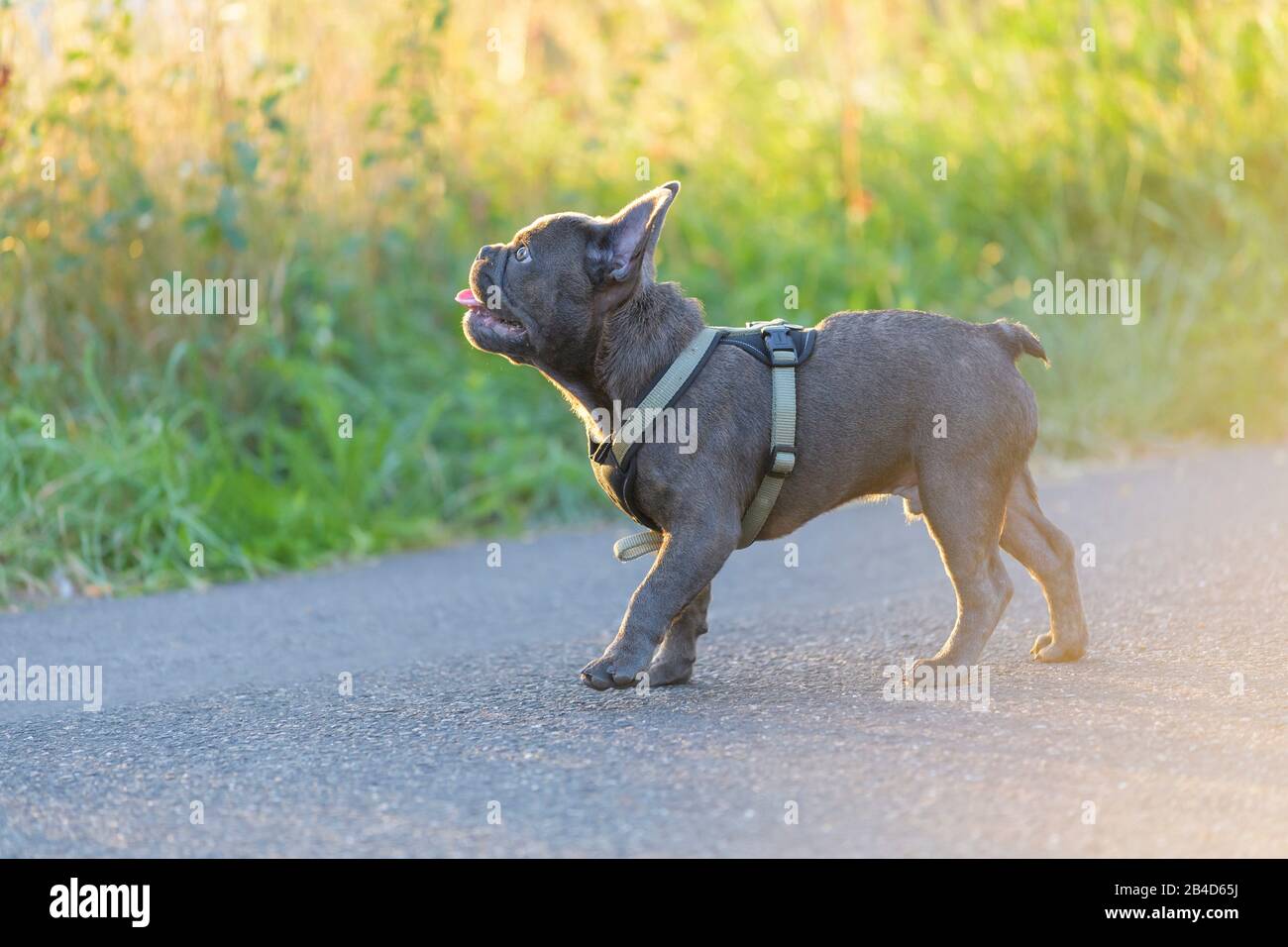 Bulldog francese, cucciolo Foto Stock